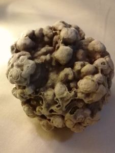 100710919_267210281316885_5767490506946772992_n